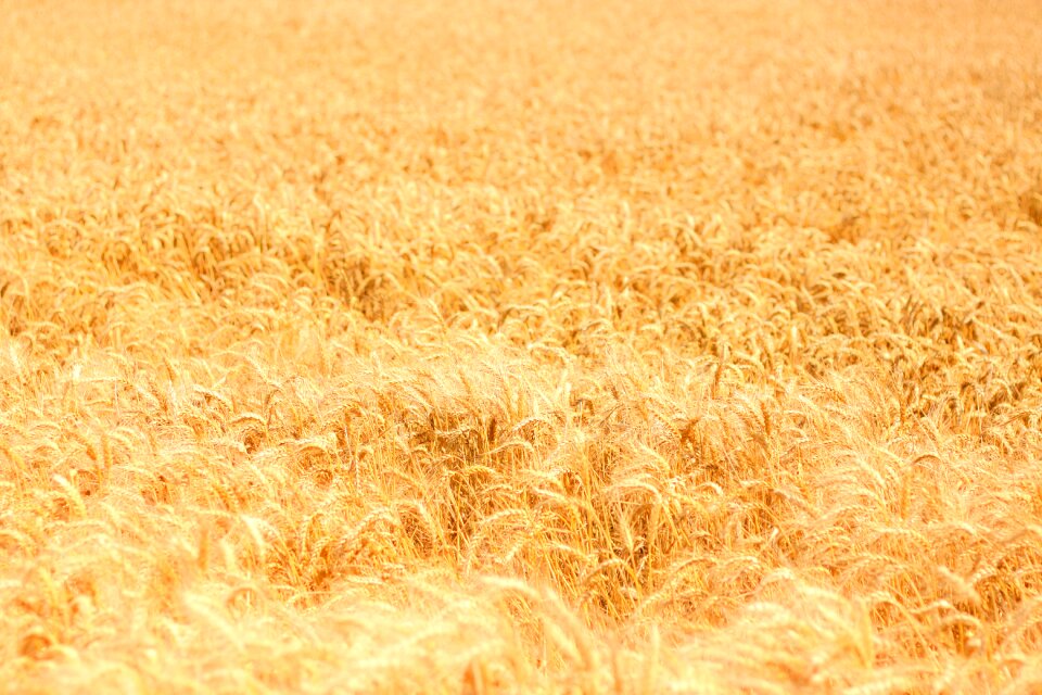 Summer landscape cereals