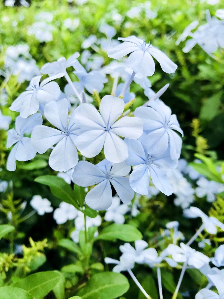 Greenery white garden