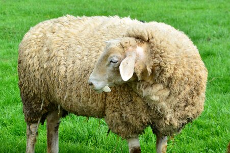 Grass wool pasture photo