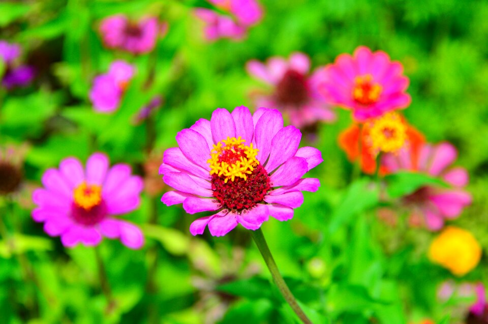 Colored syrian muslims nature beautiful