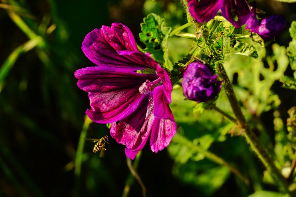 Flower plant summer