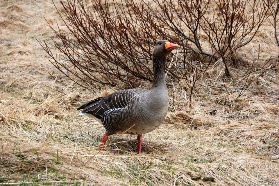 Iceland wild goose bird