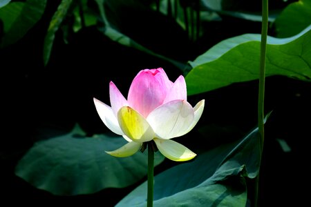 Flowers are nanyue 前町 brilliant