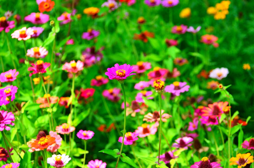Colored syrian muslims nature beautiful