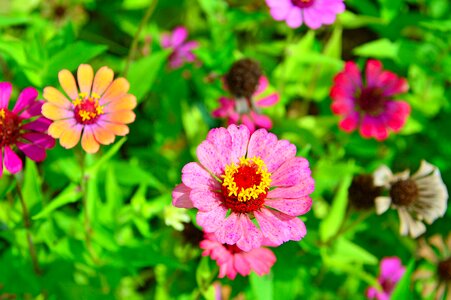 Colored syrian muslims nature beautiful