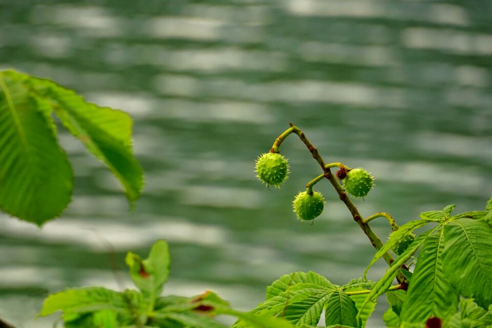 Green chestnut fruit prickly