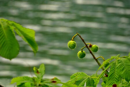 Green chestnut fruit prickly