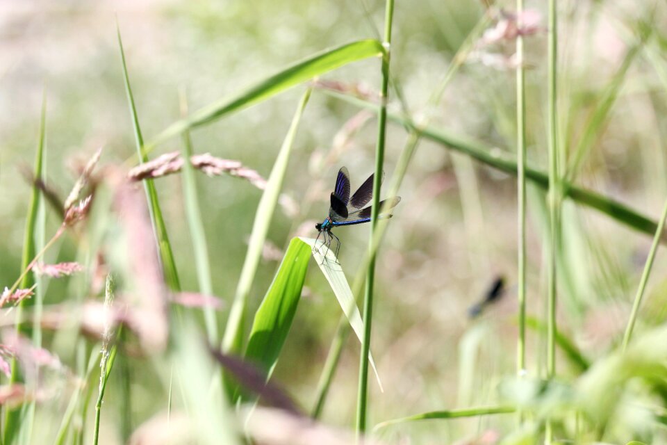 Animal summer green