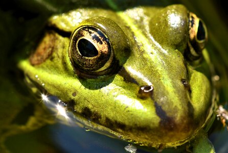 Green amphibian high photo