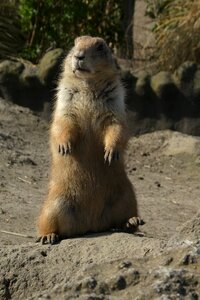 Blijdorp rotterdam mammals