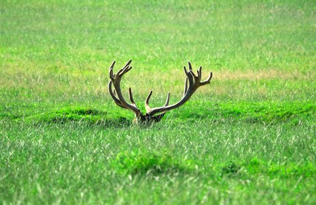 Meadow nature animal