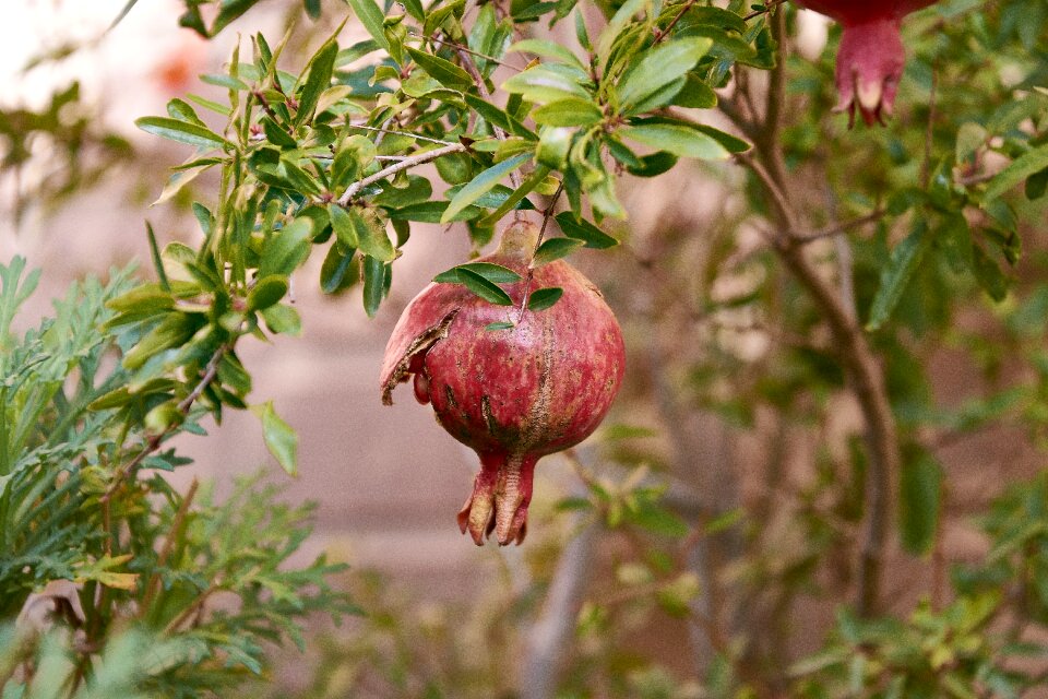 Leaves red exotic