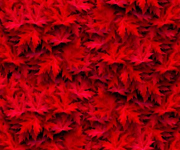 Nature leaves colorful