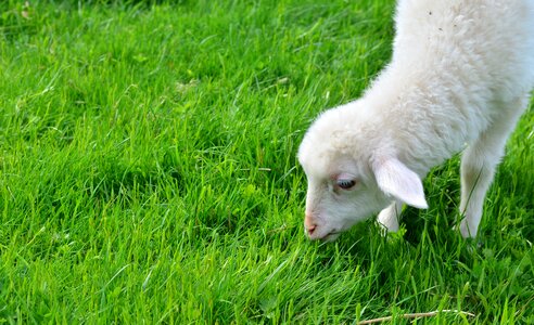 Young animal animal child graze