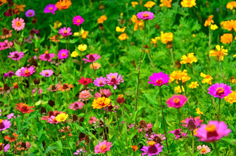 Colored syrian muslims nature beautiful
