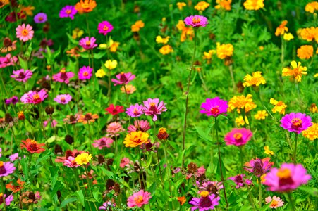 Colored syrian muslims nature beautiful photo