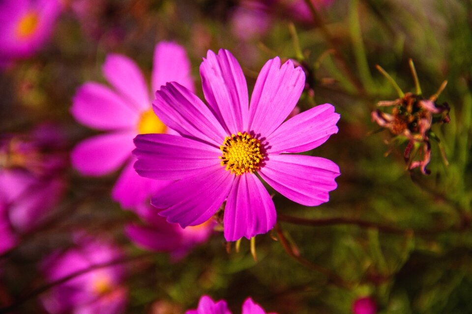 Garden nature plant