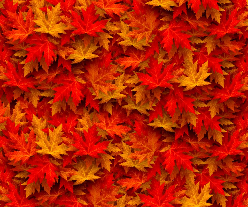 Nature leaves colorful