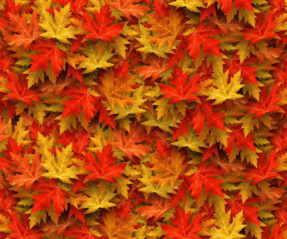 Nature leaves colorful