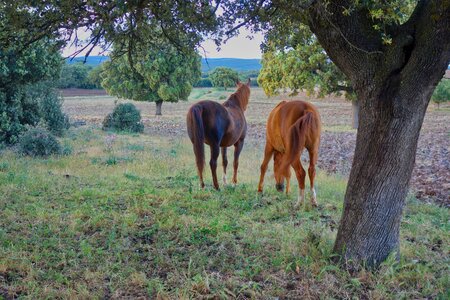 Field oaks nature