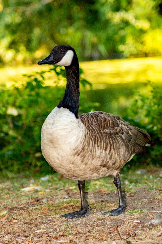 Animals nature duck