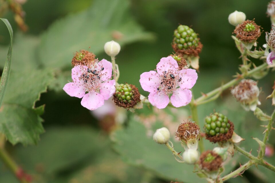 Rubus bloom blossom