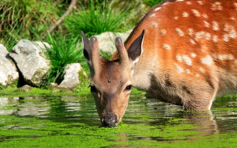 Nature animal animal world