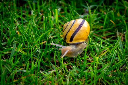 Snail reptile mollusk