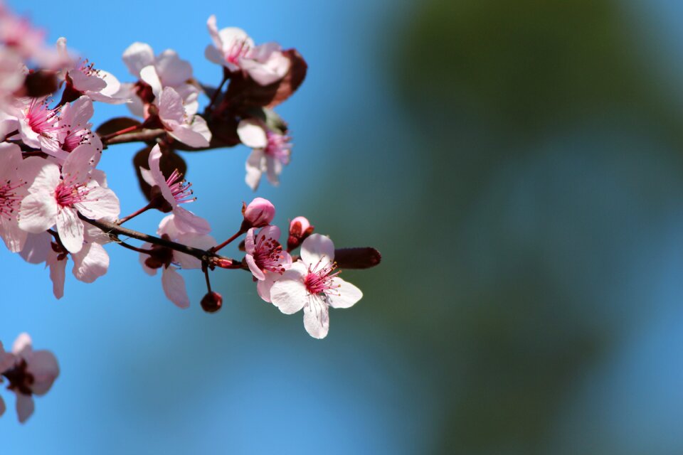 Pink spring flowers