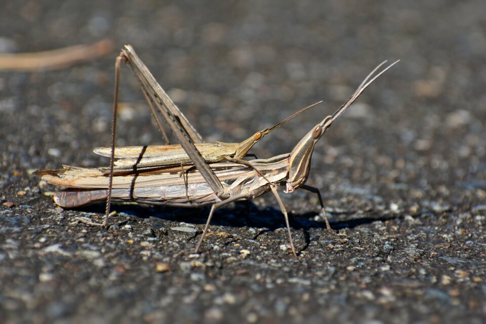 Landscape insect grasshopper