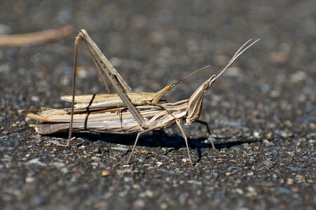 Landscape insect grasshopper photo