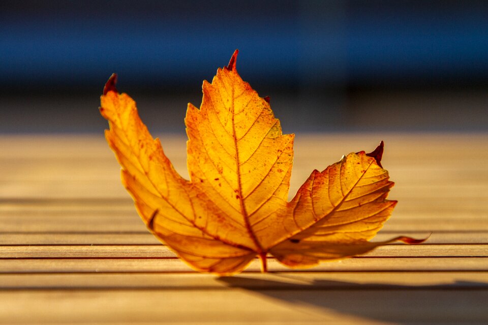 Nature leaves yellow