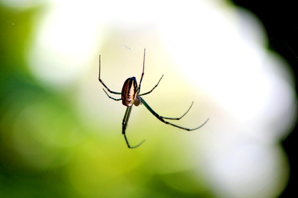 Cobweb bug botany