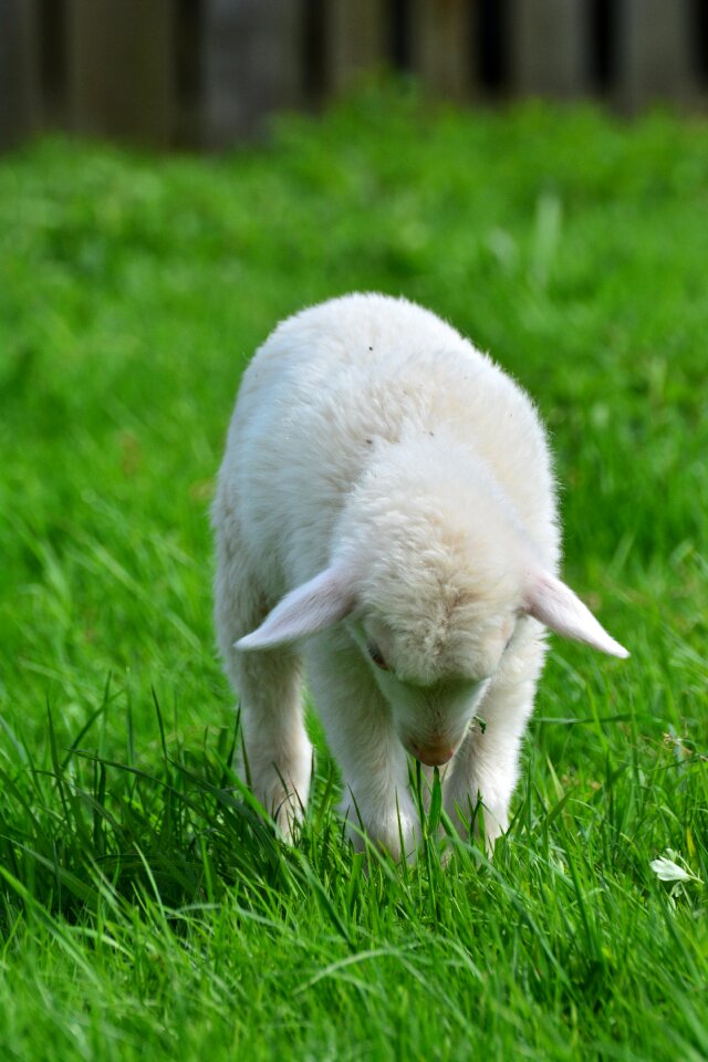 Young animal animal child graze