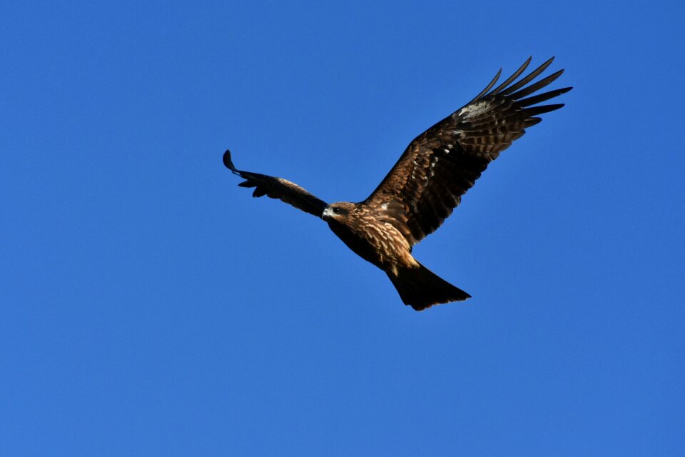 Wild birds raptor video