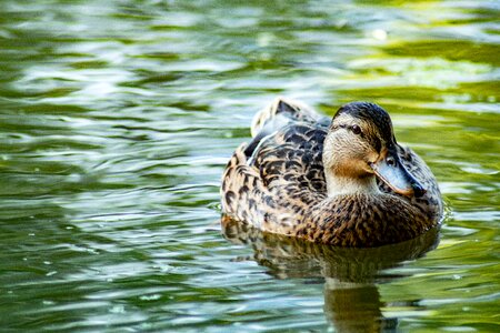 Bird pond ducks photo