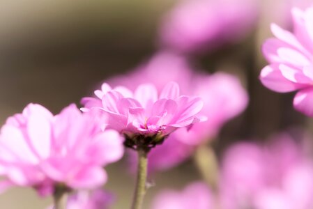 Pink flower flower tender