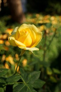 Rose yellow flower