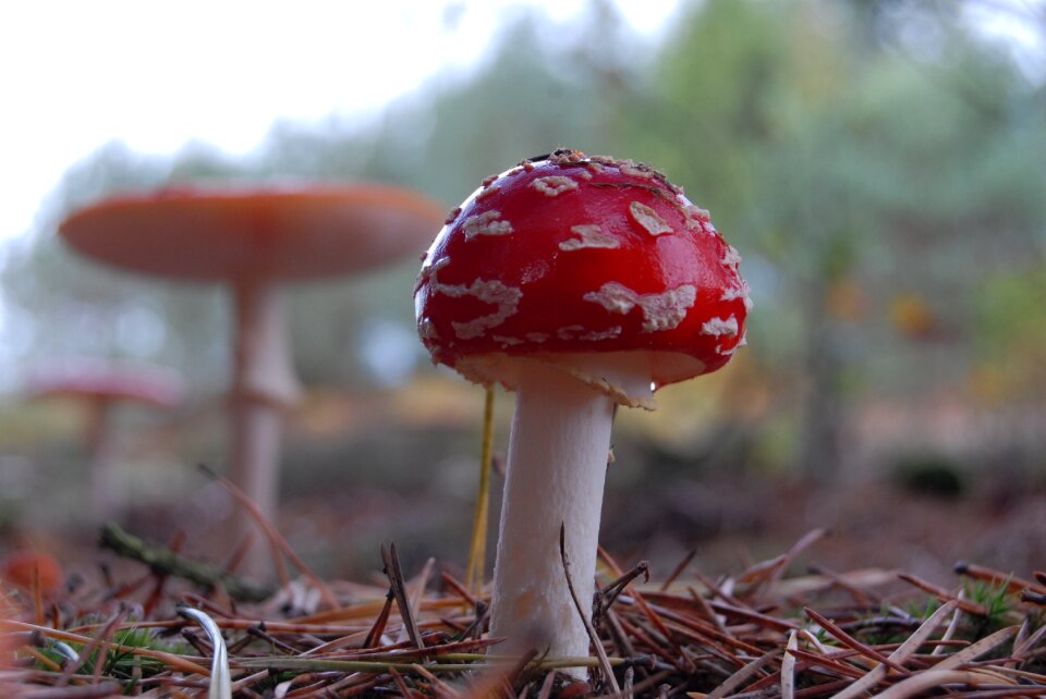 Toxic red fly agaric mushroom forest