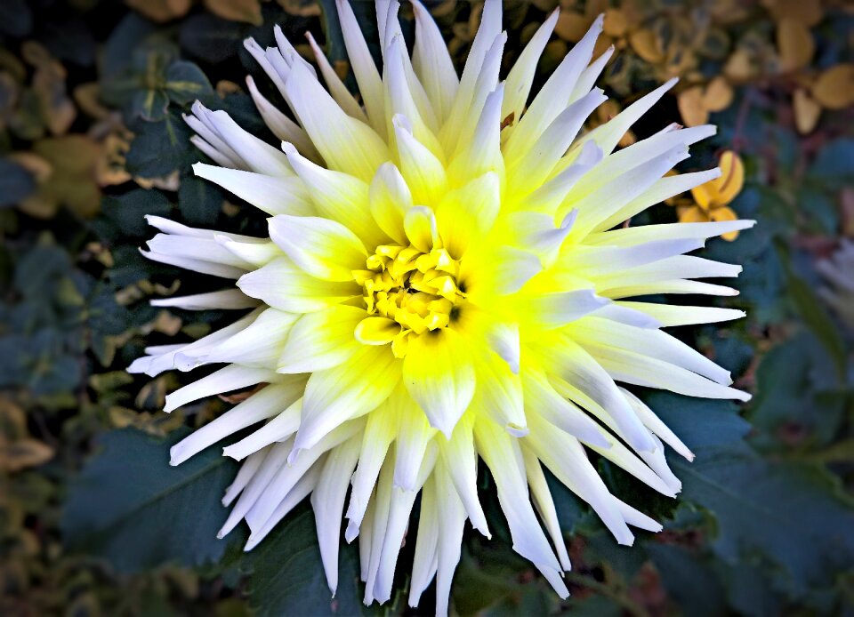 White stellar bright