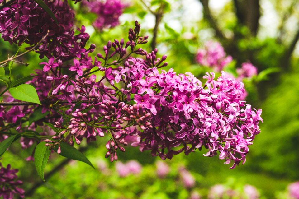 Flower garden nature