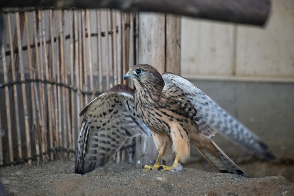 Raptor falconidae kestrel