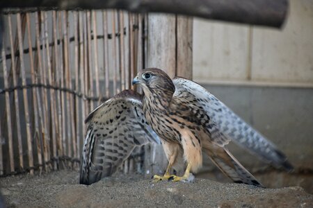 Raptor falconidae kestrel