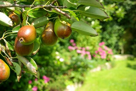 Pear tree fruit fruits