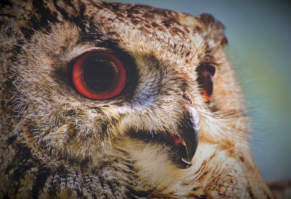 Eagle owl animals wild bird