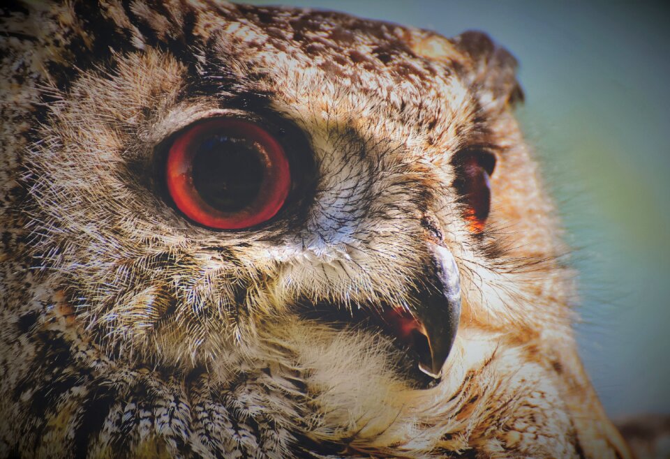 Eagle owl animals wild bird photo