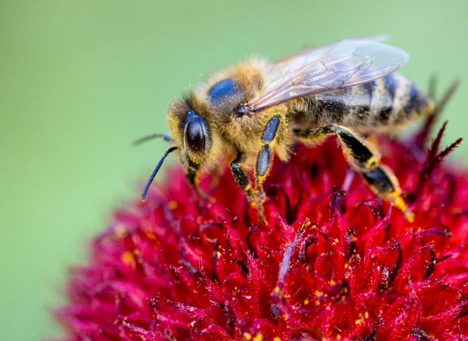 Pollination pollen honey bee