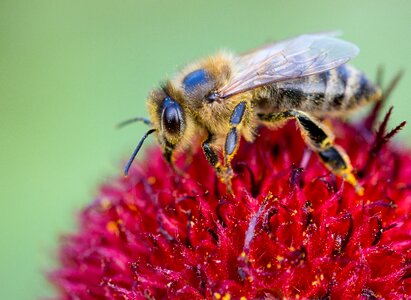 Pollination pollen honey bee photo