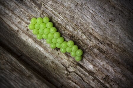 Close up macro green
