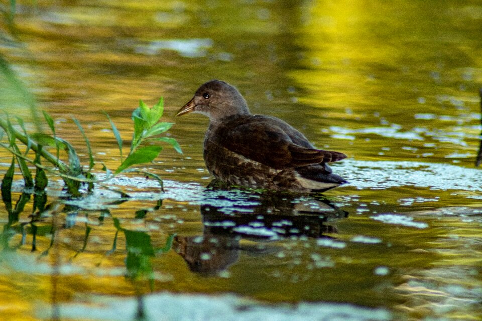 Duck animals summer